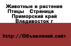 Животные и растения Птицы - Страница 2 . Приморский край,Владивосток г.